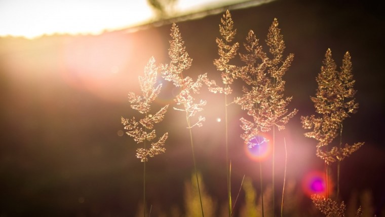 Бежевый фон с цветами