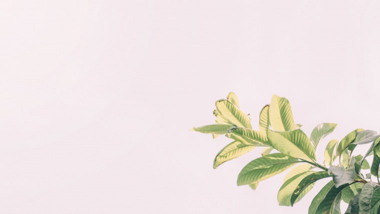 Обои пастельных тонов