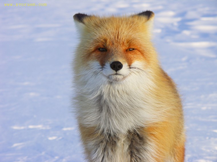 Сахалинская лиса