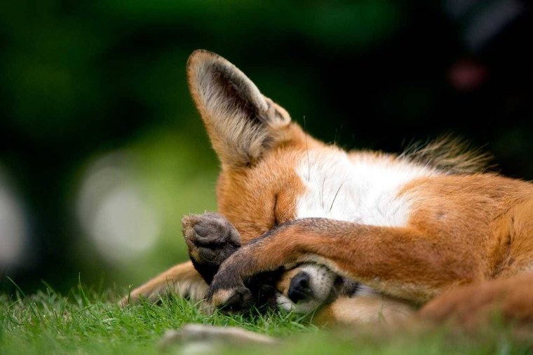 Обиженная лиса