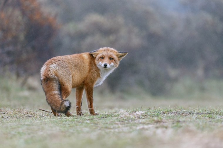 Грустная лиса