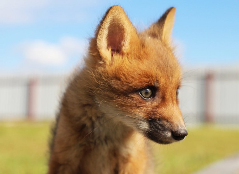 Грустная Лисичка