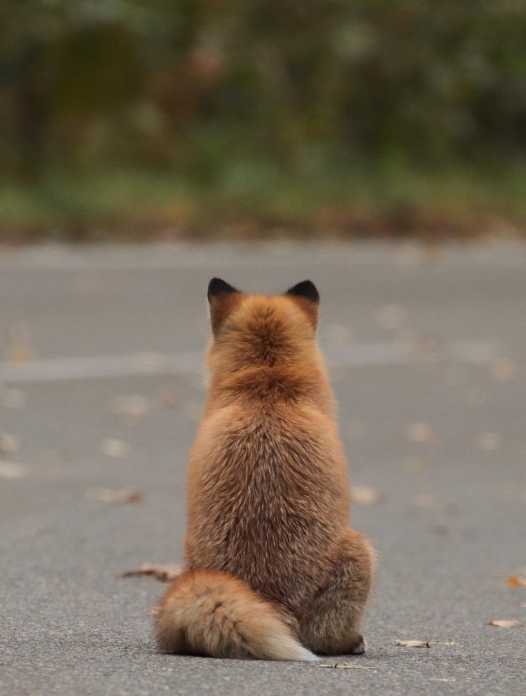 Лиса со спины