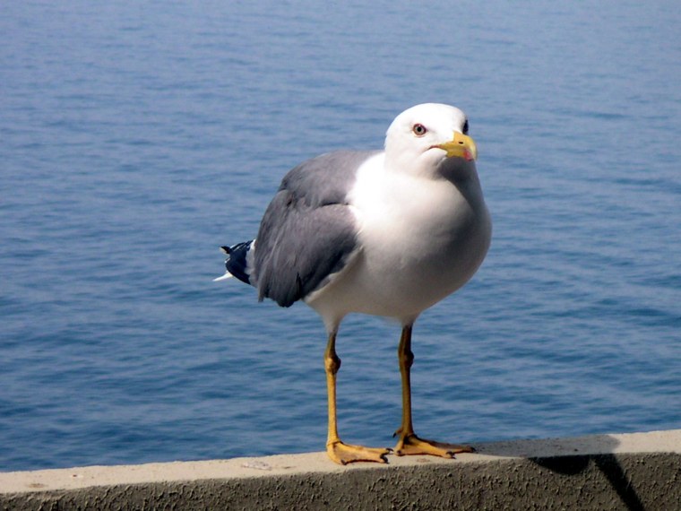 Упоротая Чайка