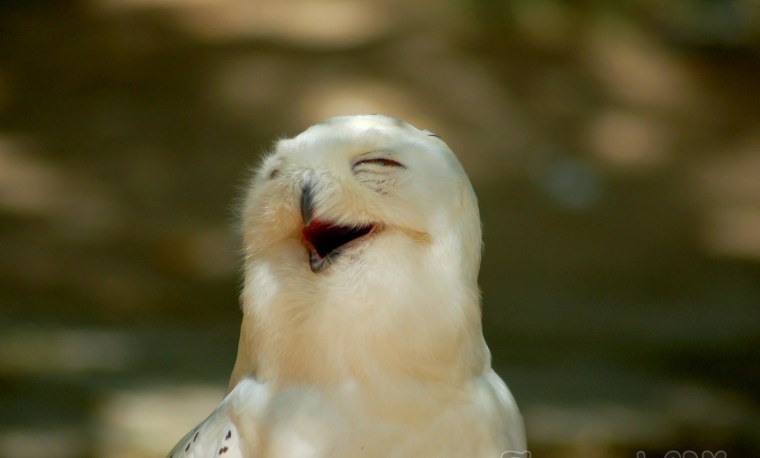 Стремная Чайка