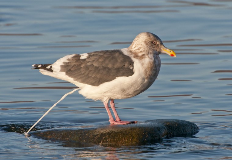 Чайка птица смешная