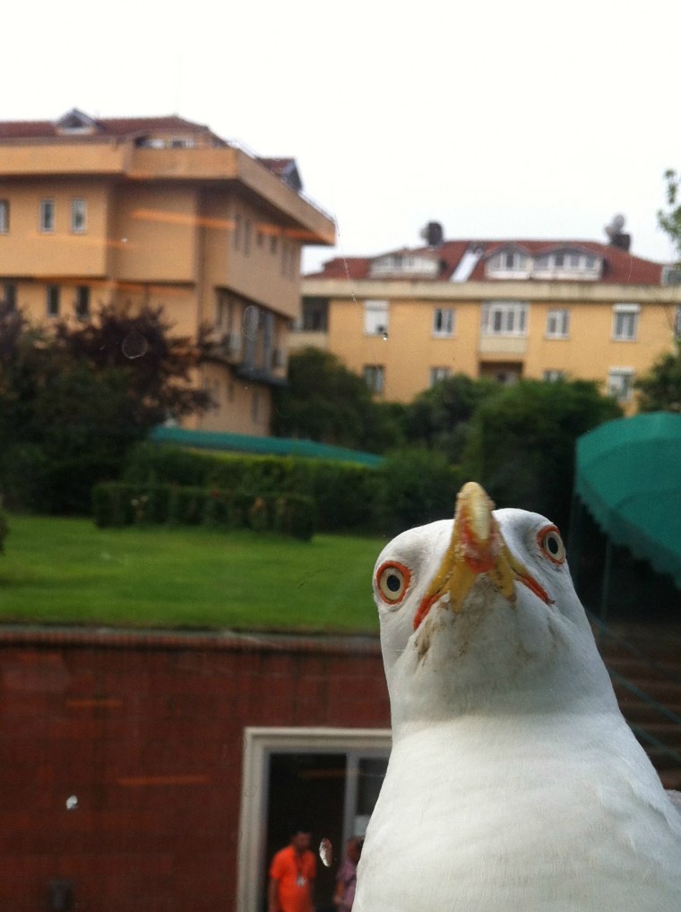 Наглая Чайка