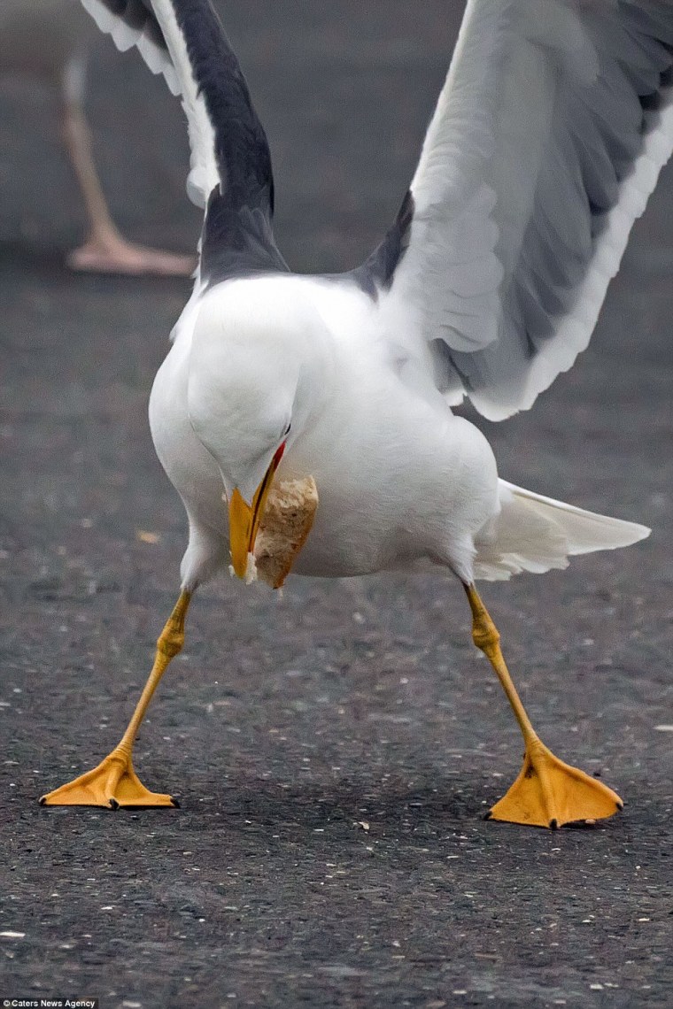 Чайка кричит