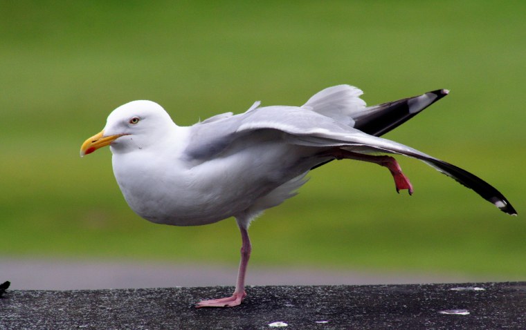 Смешная Чайка