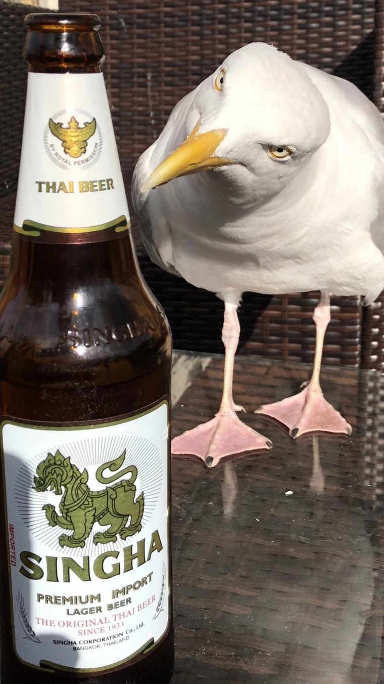 Чайка прикол