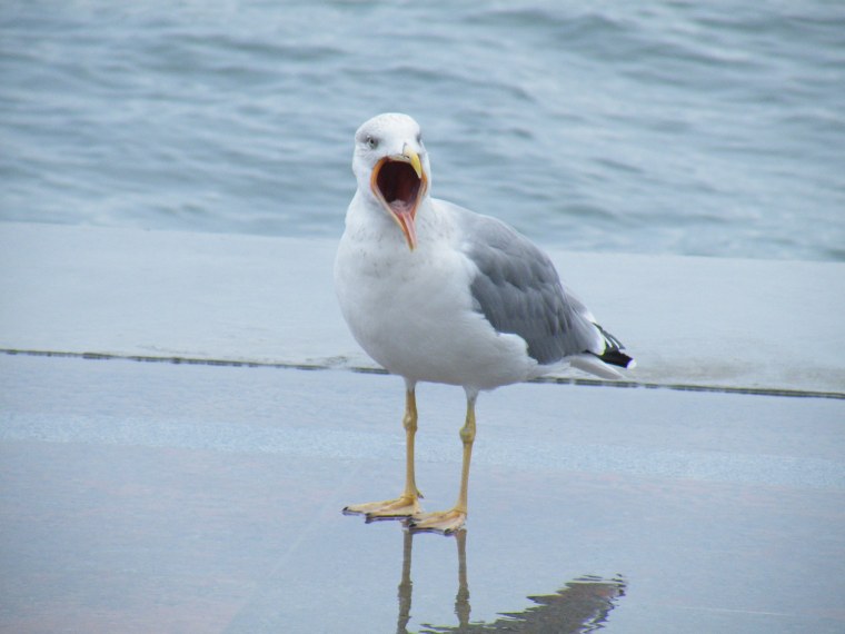 Прикольные Чайки