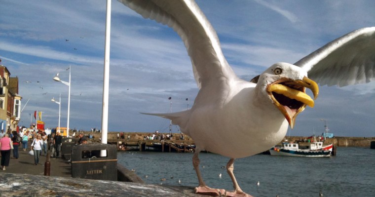 Удивленная Чайка