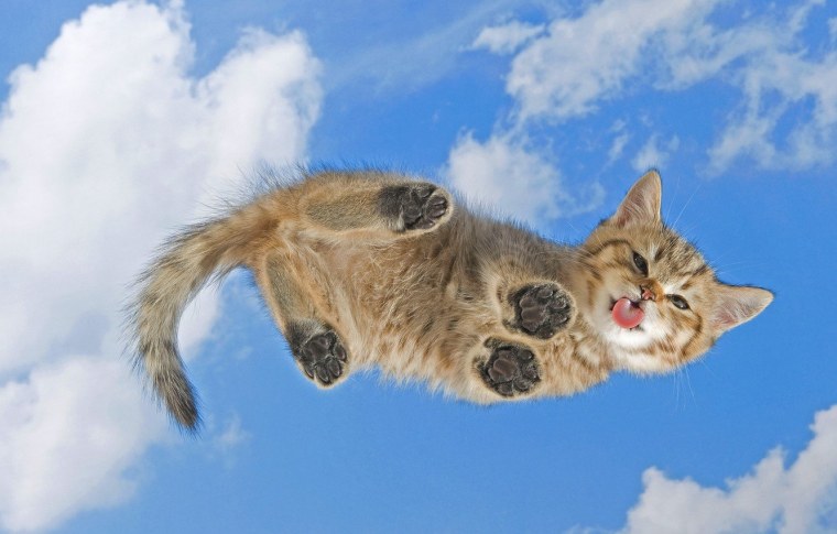 Заставка на рабочий стол котики