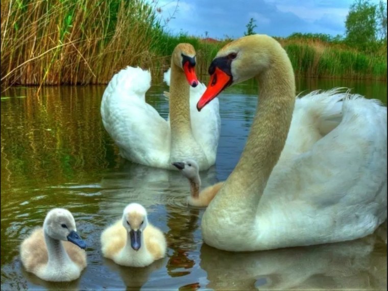 Лебеди сердце