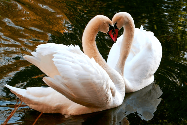 Любовь и лебеди