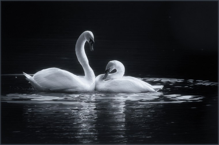 Два лебедя