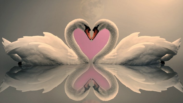 Лебеди сердечком