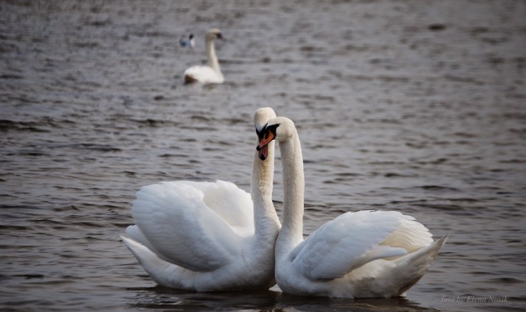 Лебединая верность