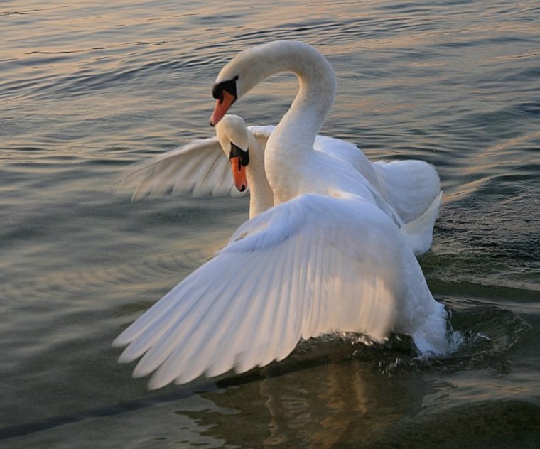 Любовь и лебеди
