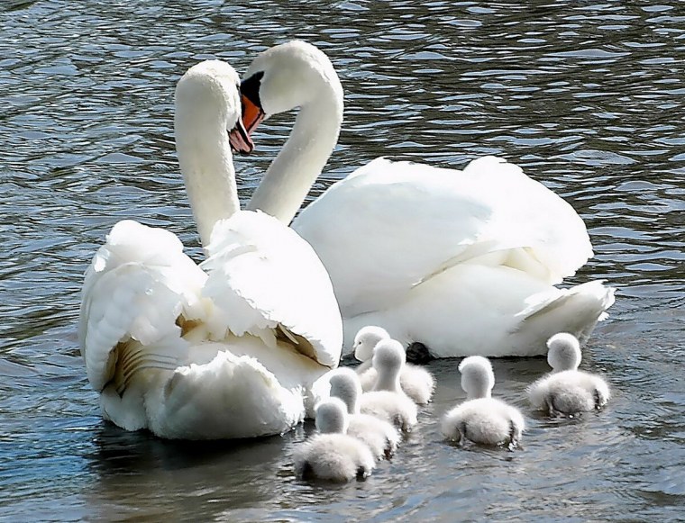 Любовь брак семья