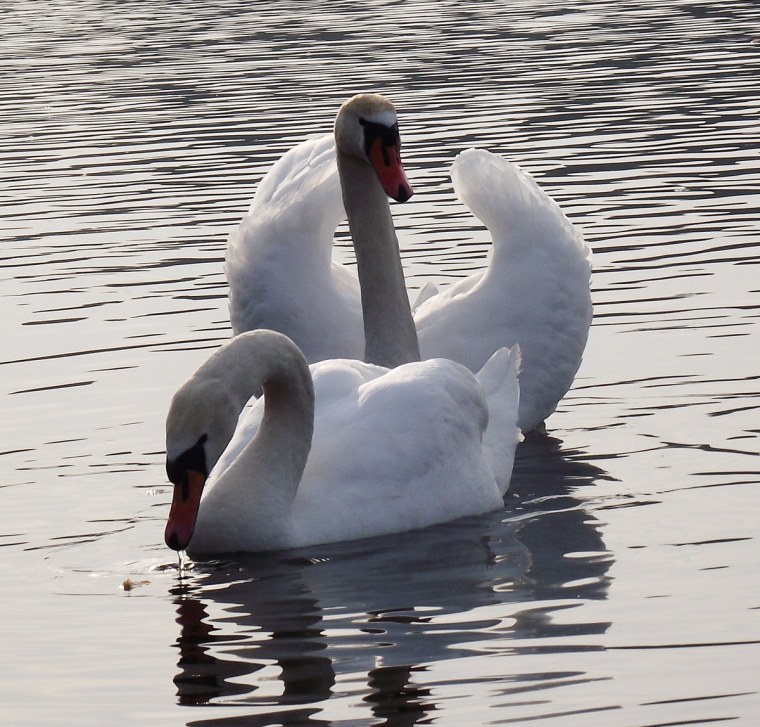 Лебединая верность