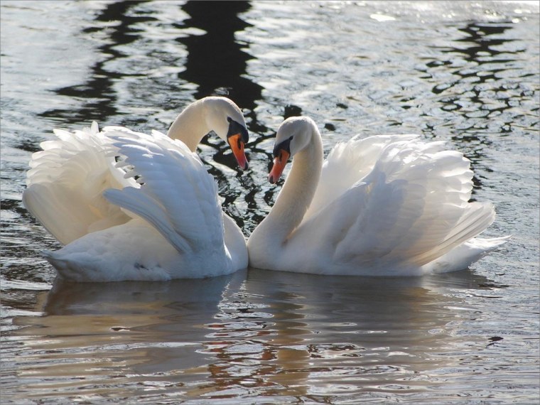 Лебедь шипун самец и самка