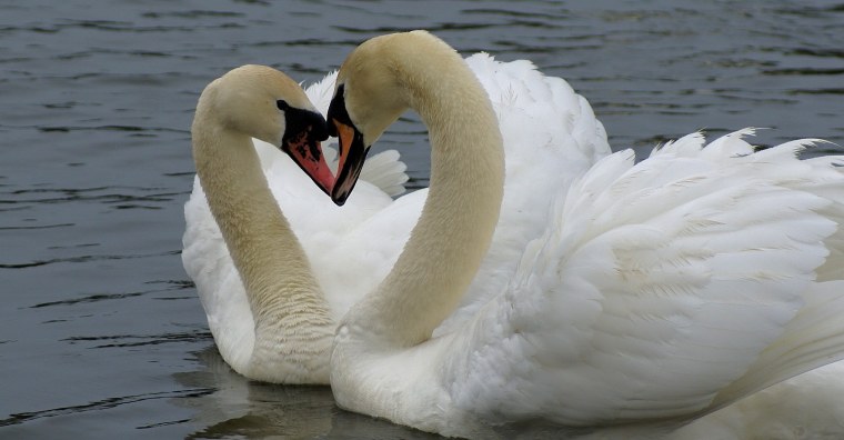 Собака друг человека