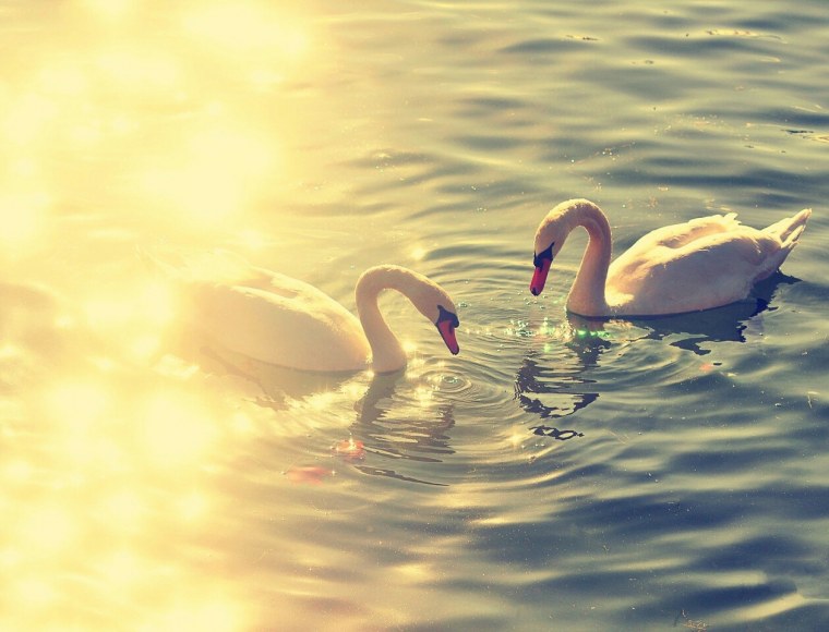 Красивые лебеди