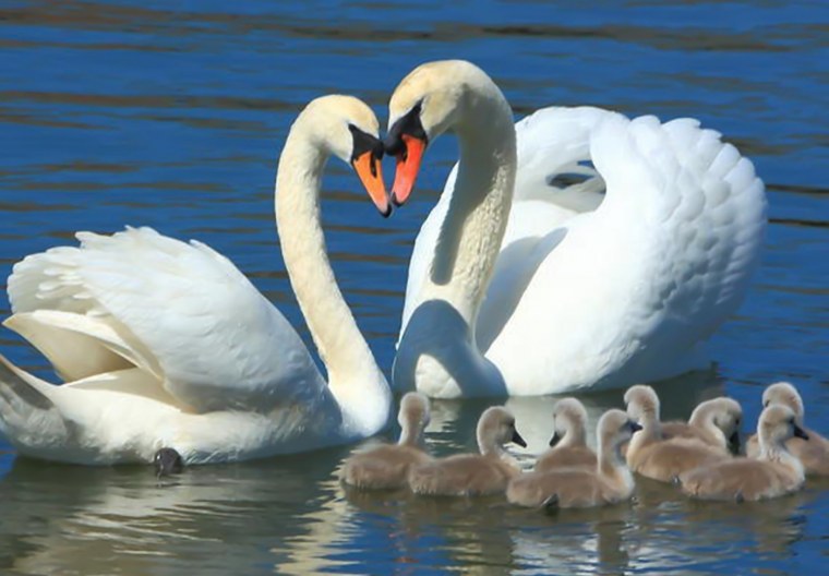 Любовь и лебеди
