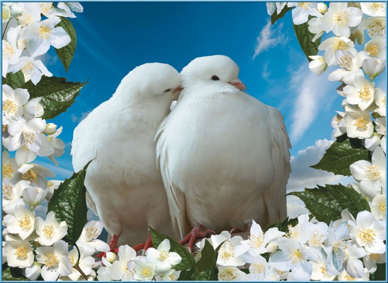 Лебеди Ротару Лебединая верность