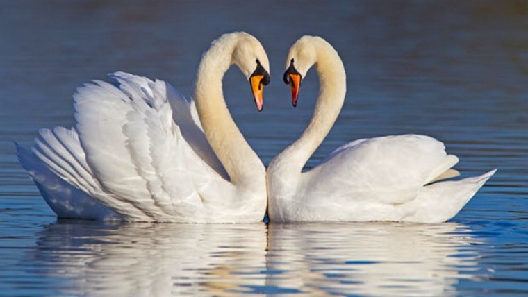 Любовь и лебеди