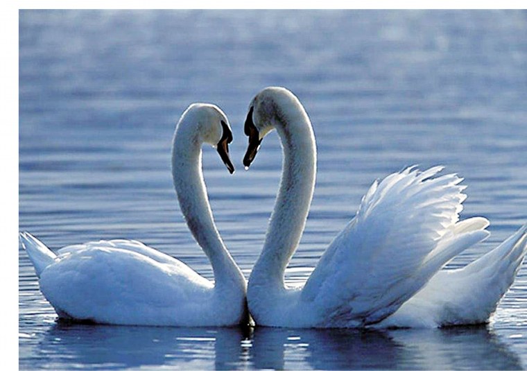 Верность мужчины и женщины