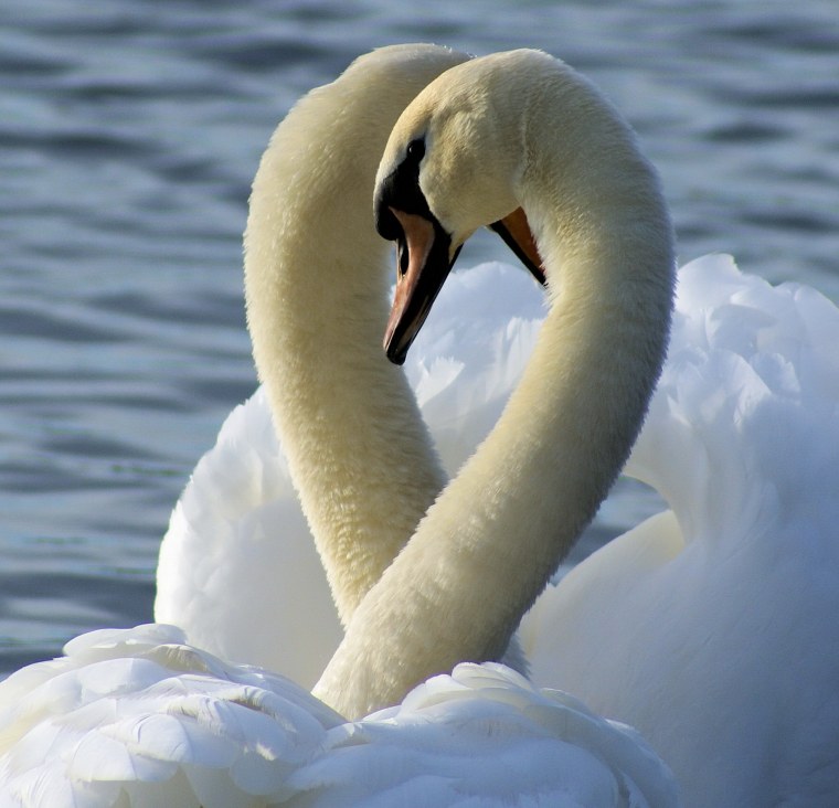 Верность лебедей