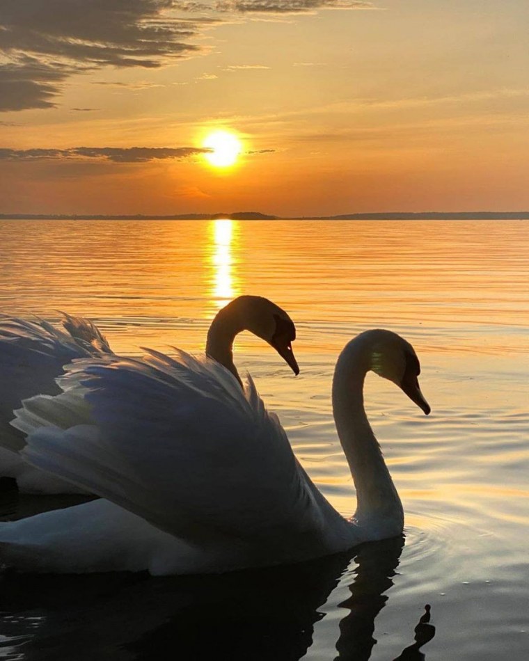 Любовь и лебеди