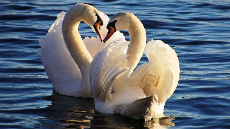 Белый лебедь