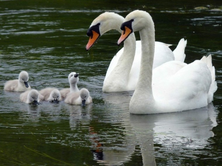 Пара лебедей