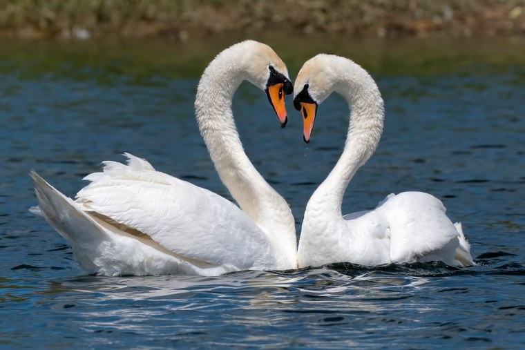 Иван Тургенев голуби иллюстрации