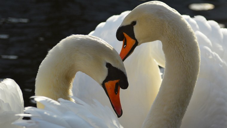 Верность лебедей