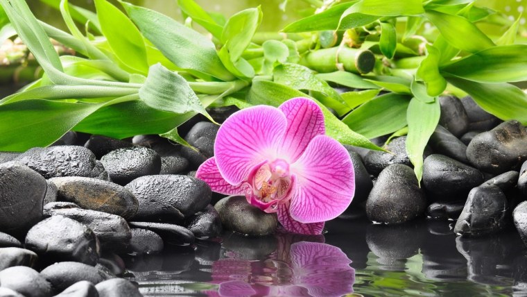 Фотообои красивые цветы