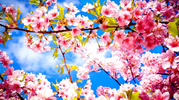 Черри блоссом май