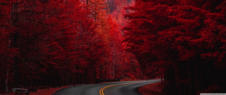 Дорога с красными деревьями
