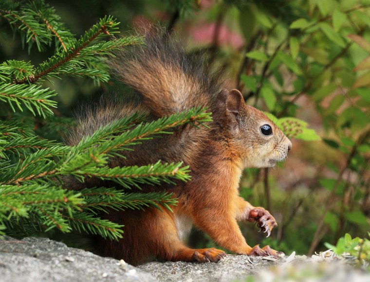 Битцевский лес белки