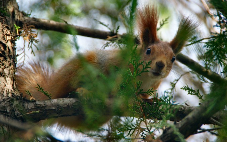 Вадим Трунов белки и птицы