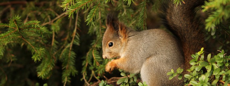 Белка в зимнем лесу