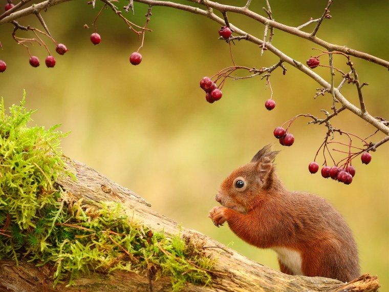 Обои на рабочий стол белка