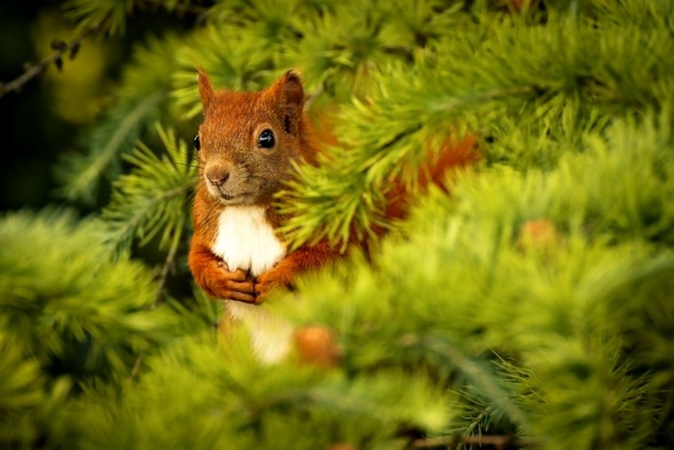 Белка окрас