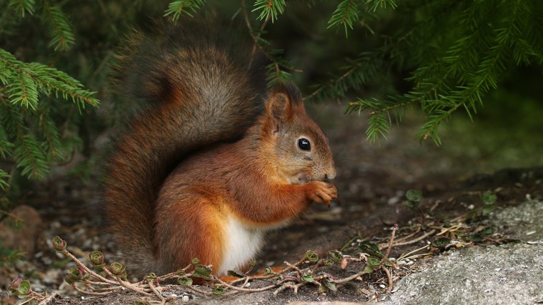 Пёстрая белка