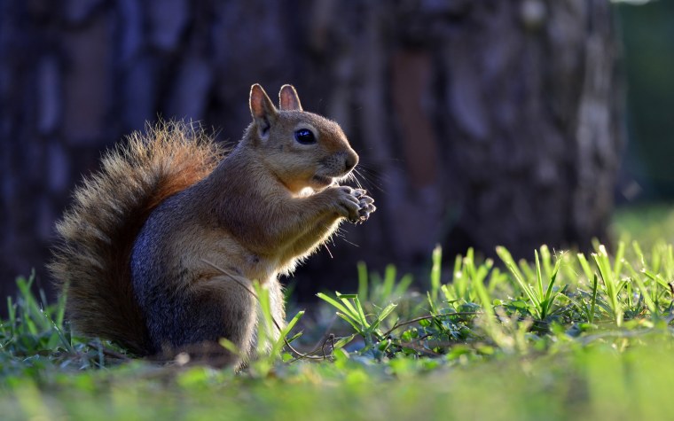 Красивые картинки животных