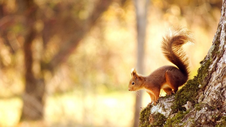 Животные весной