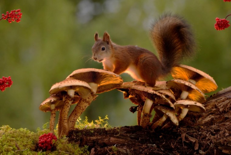 Лесные жители белка